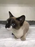NINA