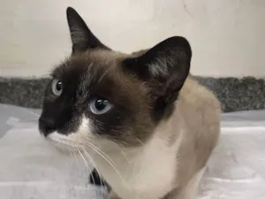 Gato raça SRD-ViraLata idade 2 a 6 meses nome NINA