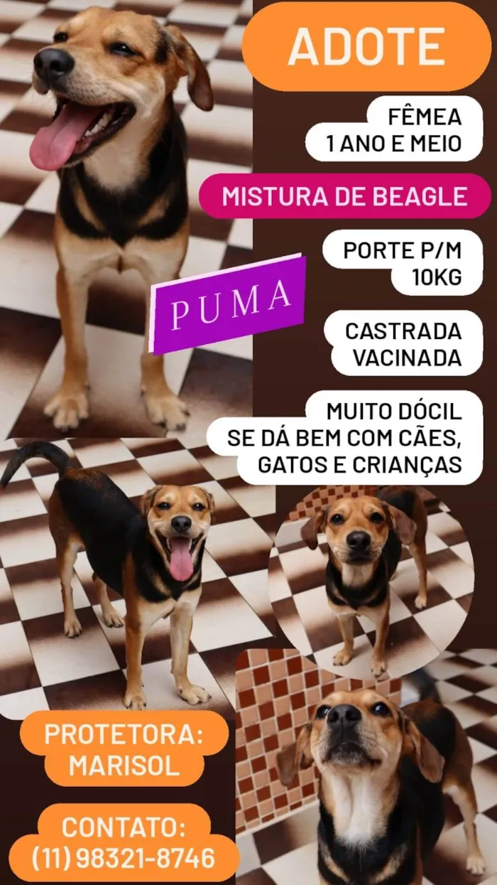 Cachorro ra a SRD-ViraLata idade 1 ano nome Puma
