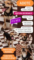 Puma