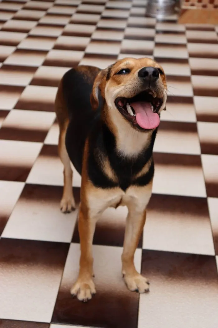 Cachorro ra a SRD-ViraLata idade 1 ano nome Puma