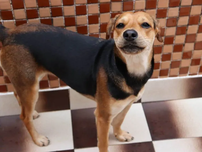 Cachorro ra a SRD-ViraLata idade 1 ano nome Puma