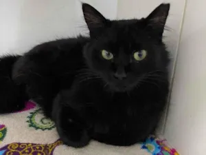 Gato ra a SRD-ViraLata idade 7 a 11 meses nome Eros