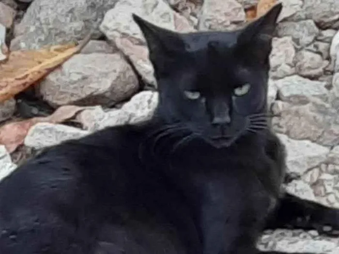 Gato ra a SRD idade 7 a 11 meses nome Pretinho