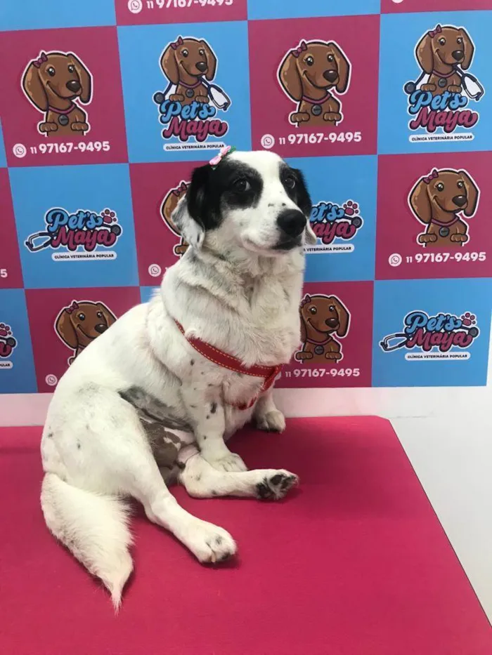 Cachorro ra a SRD-ViraLata idade 3 anos nome Belinha 
