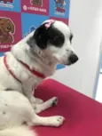 Belinha