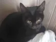 Pretinha