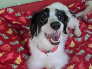 Cachorro raça  idade 2 anos nome Sofia