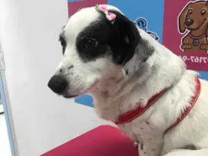 Cachorro raça SRD-ViraLata idade 3 anos nome Belinha 