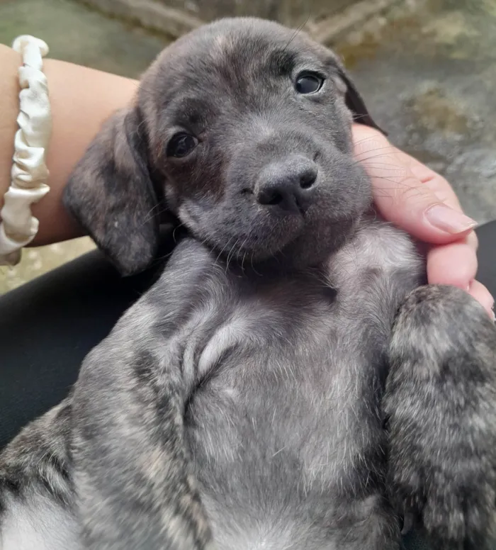 Cachorro ra a SRD (sem raça definida) idade Abaixo de 2 meses nome Ainda sem nome, você pode escolher :)