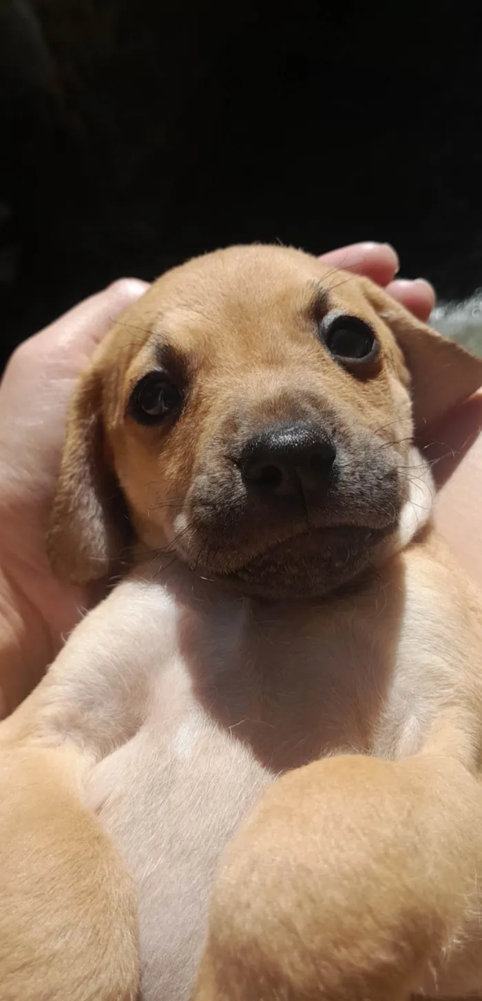 Cachorro ra a SRD (sem raça definida) idade Abaixo de 2 meses nome Ainda sem nome, você pode escolher :)