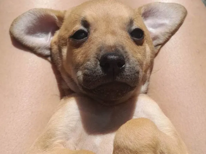 Cachorro ra a SRD (sem raça definida) idade Abaixo de 2 meses nome Ainda sem nome, você pode escolher :)