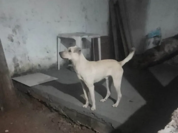 Cachorro raça NÃO IDENTIFICADA idade 1 ano nome BENÉ