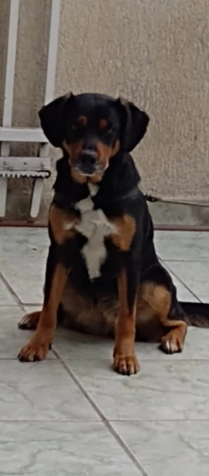 Cachorro ra a SRD-ViraLata idade 4 anos nome Fera