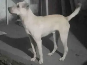 Cachorro raça NÃO IDENTIFICADA idade 1 ano nome BENÉ