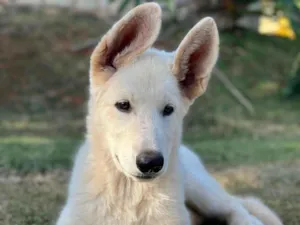 Cachorro raça Pastor suiço idade 2 a 6 meses nome Snow