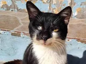 Gato raça SRD-ViraLata idade 5 anos nome MIMOSO