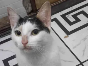 Gato raça SRD-ViraLata idade 1 ano nome KATARINA