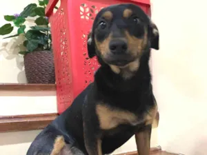 Cachorro raça Sem raça definida  idade 1 ano nome Lupi