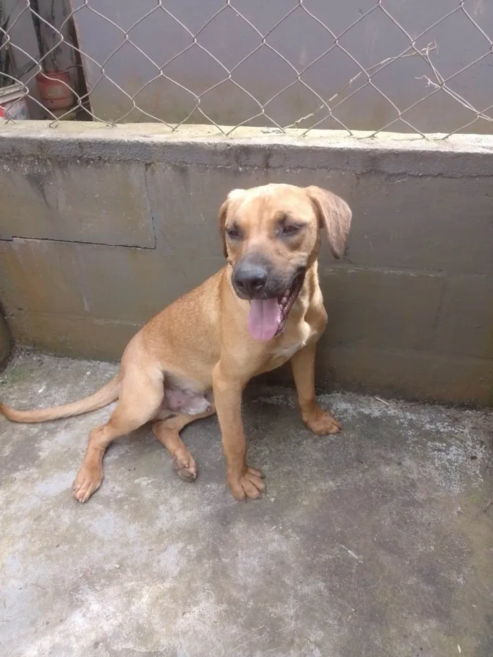 Cachorro ra a SRD-ViraLata idade 1 ano nome Camaro