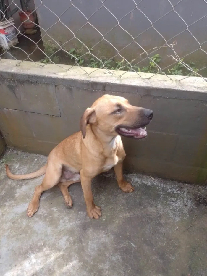 Cachorro ra a SRD-ViraLata idade 1 ano nome Camaro