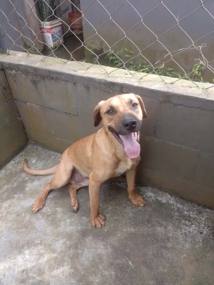 Cachorro ra a SRD-ViraLata idade 1 ano nome Camaro