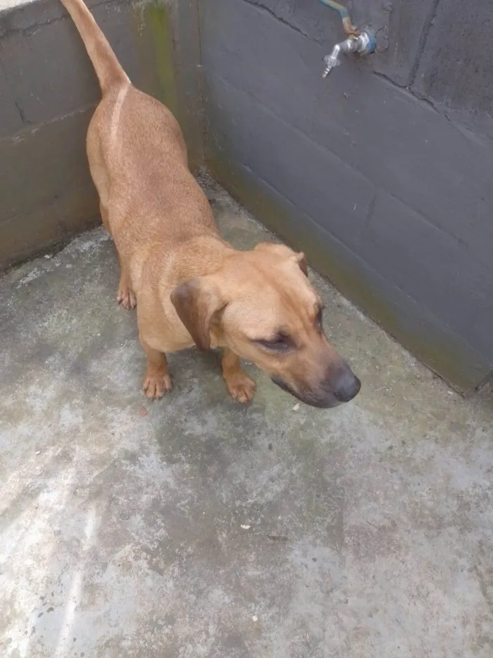 Cachorro ra a SRD-ViraLata idade 1 ano nome Camaro