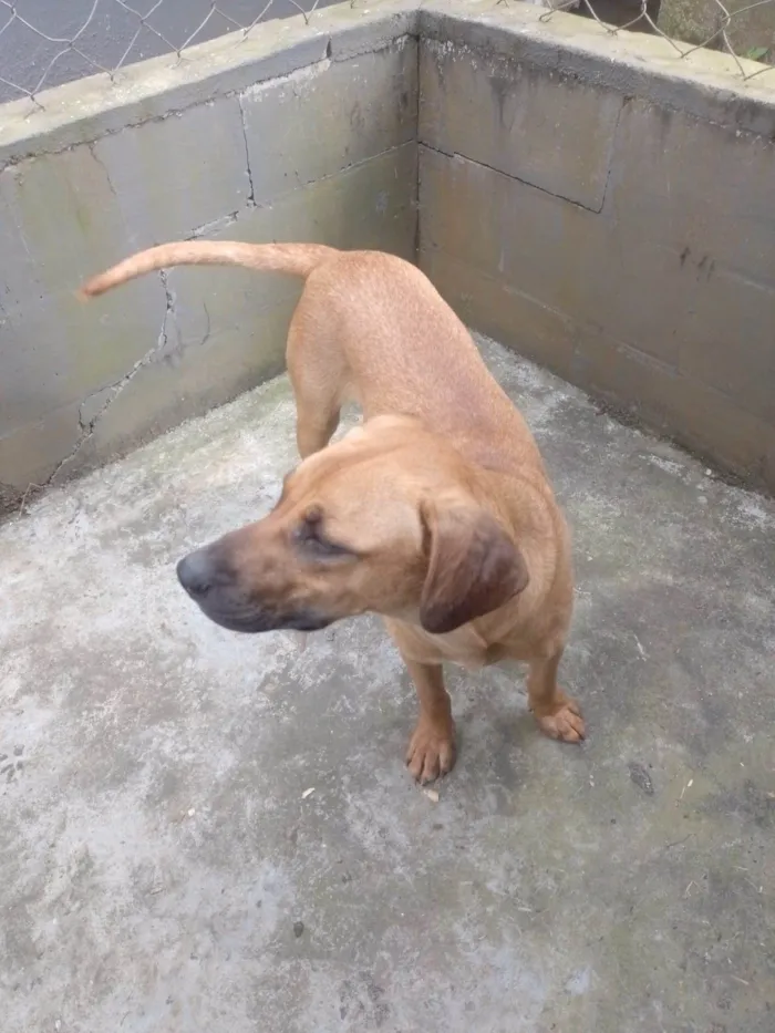 Cachorro ra a SRD-ViraLata idade 1 ano nome Camaro