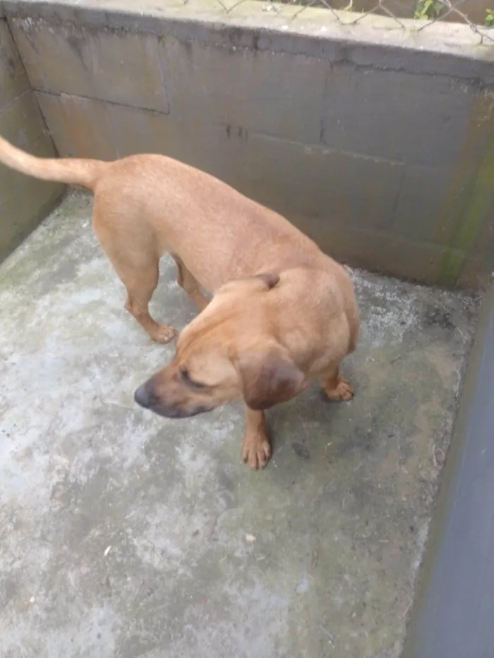 Cachorro ra a SRD-ViraLata idade 1 ano nome Camaro