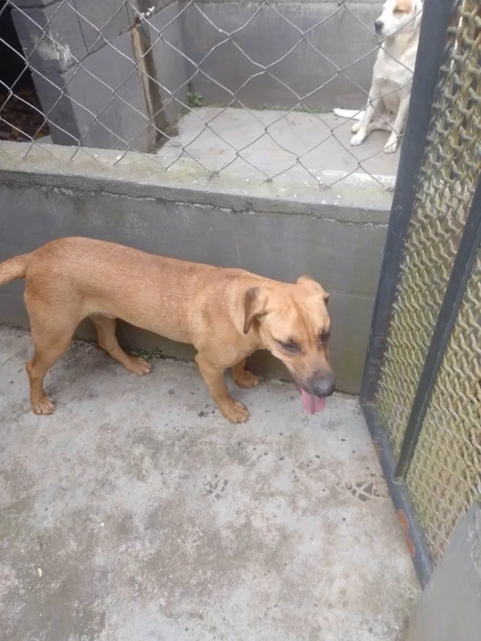 Cachorro ra a SRD-ViraLata idade 1 ano nome Camaro