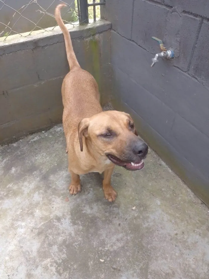 Cachorro ra a SRD-ViraLata idade 1 ano nome Camaro