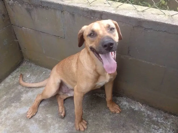 Cachorro ra a SRD-ViraLata idade 1 ano nome Camaro