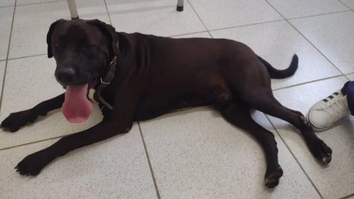 Cachorro ra a SRD-ViraLata idade 3 anos nome Negão