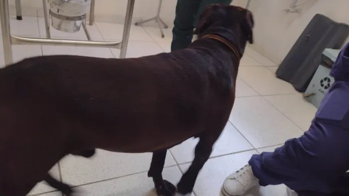 Cachorro ra a SRD-ViraLata idade 3 anos nome Negão