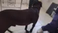 Negão