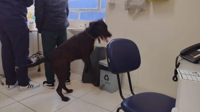 Cachorro ra a SRD-ViraLata idade 3 anos nome Negão