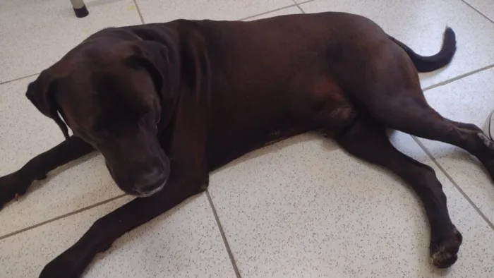Cachorro ra a SRD-ViraLata idade 3 anos nome Negão