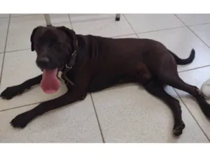 Cachorro raça SRD-ViraLata idade 3 anos nome Negão