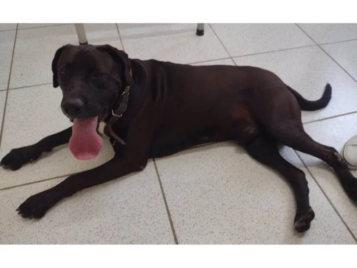 Cachorro ra a SRD-ViraLata idade 3 anos nome Negão