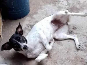 Cachorro raça Raciada com pinscher  idade 1 ano nome Pituxa
