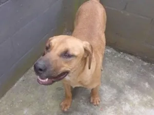Cachorro raça SRD-ViraLata idade 1 ano nome Camaro