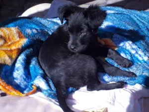 Cachorro raça SRD-ViraLata idade  nome BEN