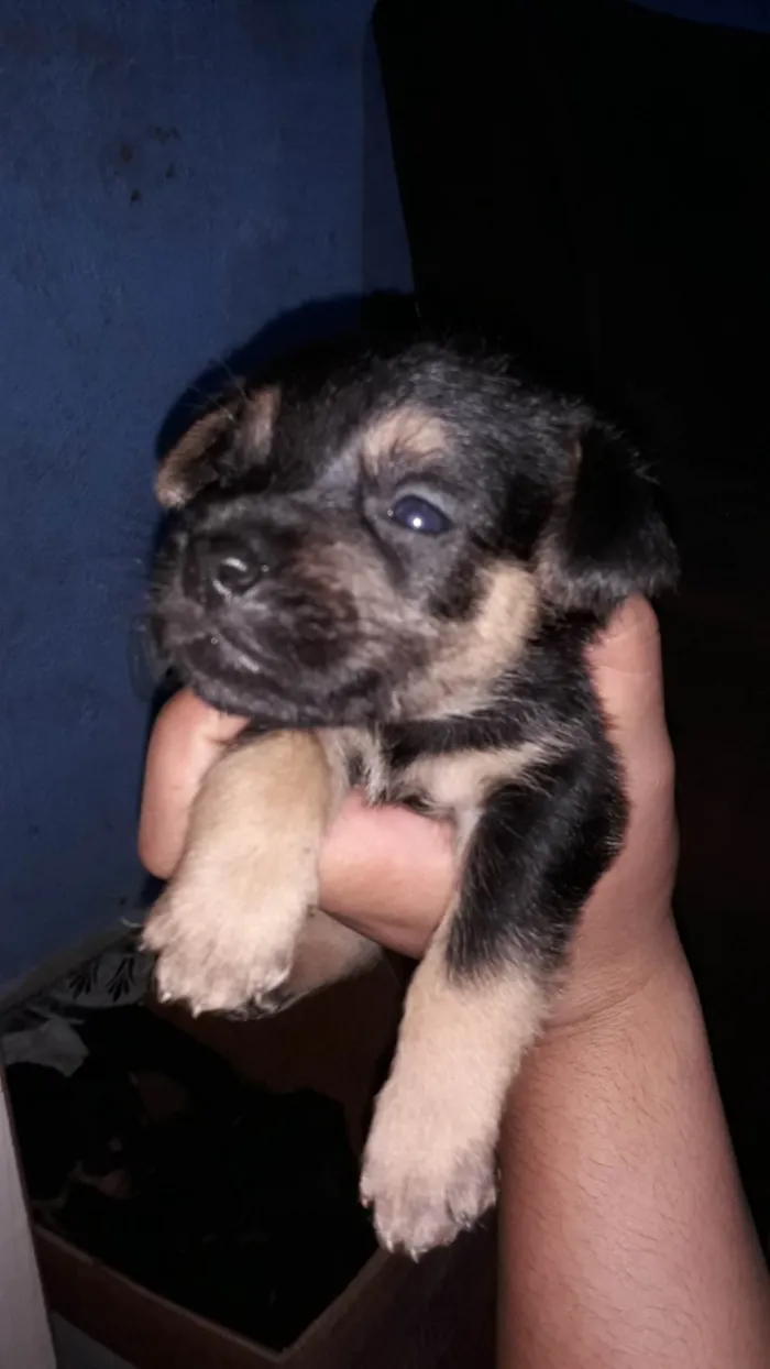 Cachorro ra a SRD-ViraLata idade Abaixo de 2 meses nome Sem nome