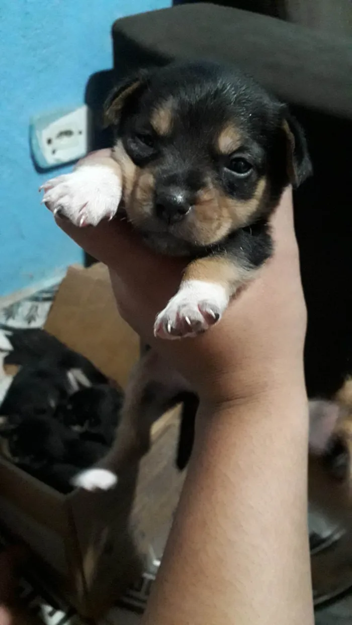 Cachorro ra a SRD-ViraLata idade Abaixo de 2 meses nome Sem nome