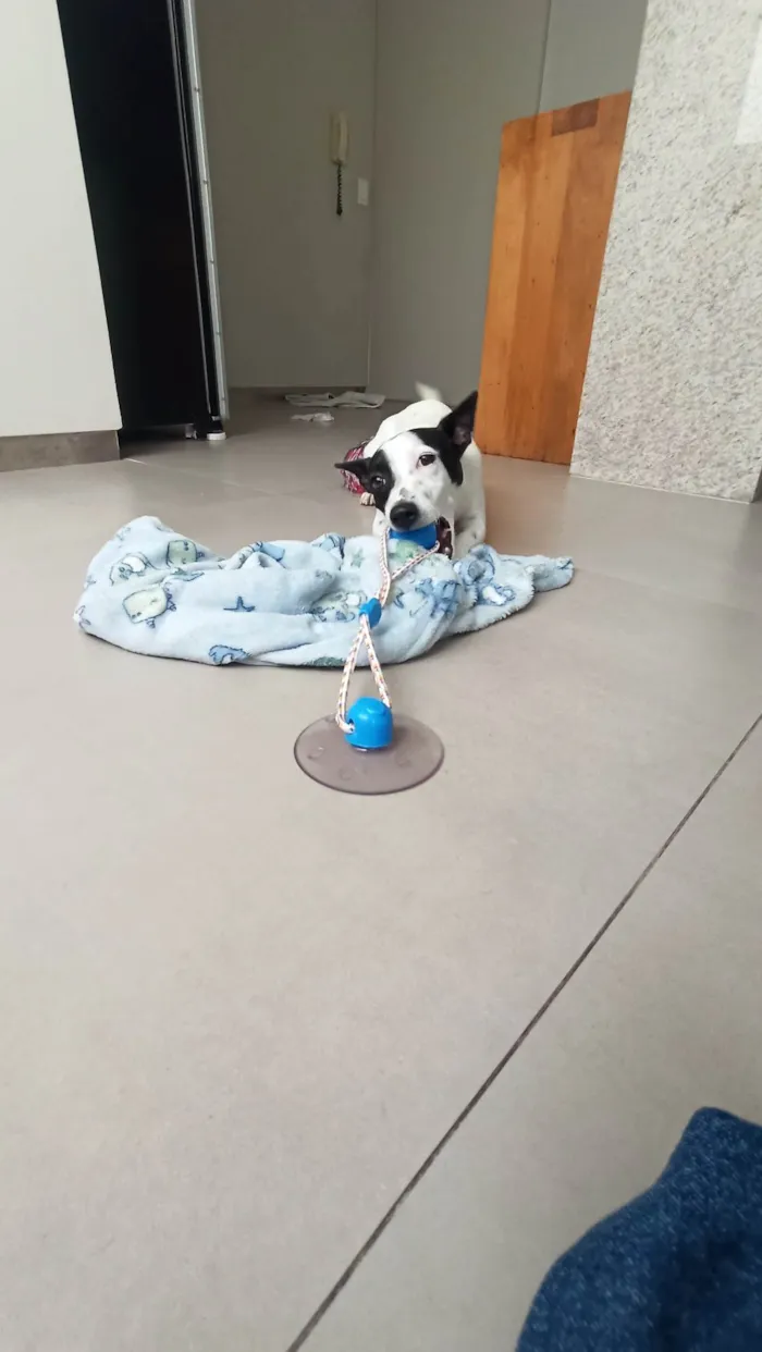 Cachorro raça SRD idade 1 ano nome Astolfo