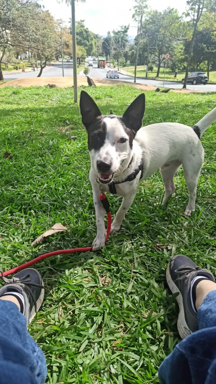 Cachorro raça SRD idade 1 ano nome Astolfo