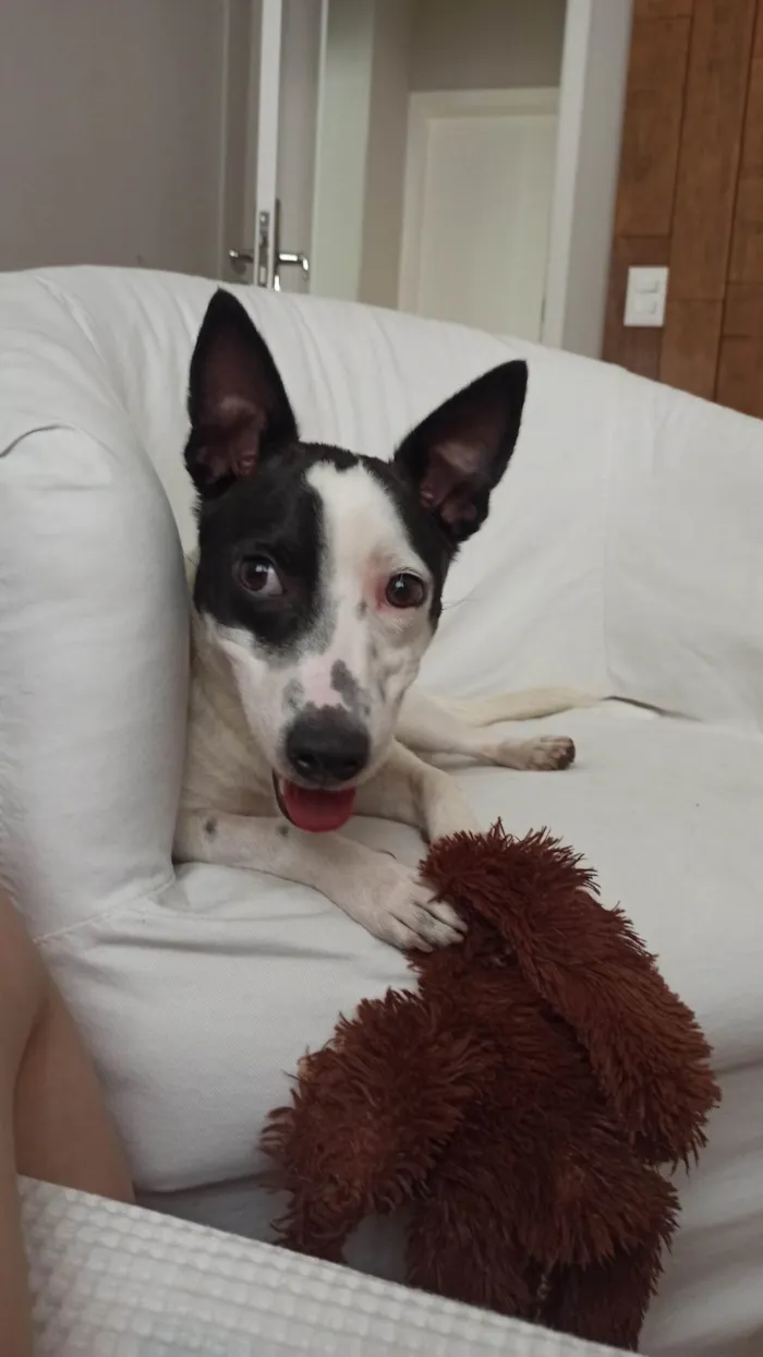Cachorro raça SRD idade 1 ano nome Astolfo