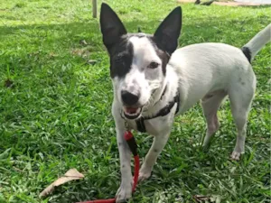 Cachorro raça SRD idade 1 ano nome Astolfo