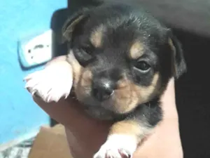 Cachorro raça SRD-ViraLata idade Abaixo de 2 meses nome Sem nome