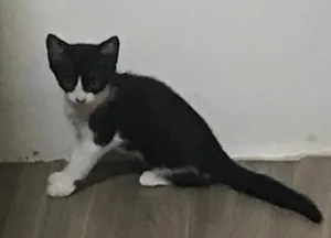 Gato raça SRD-ViraLata idade 7 a 11 meses nome PHOEBE